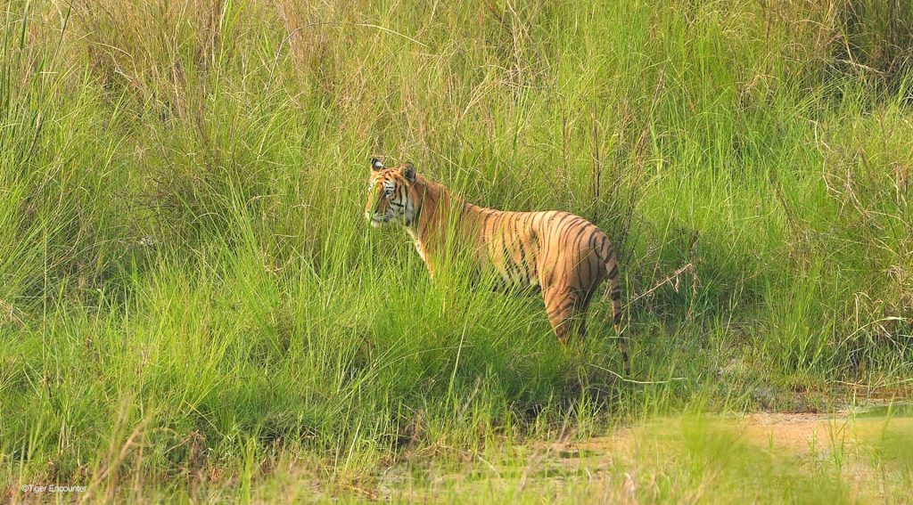 Bengal Tiger - Bardia Gallery