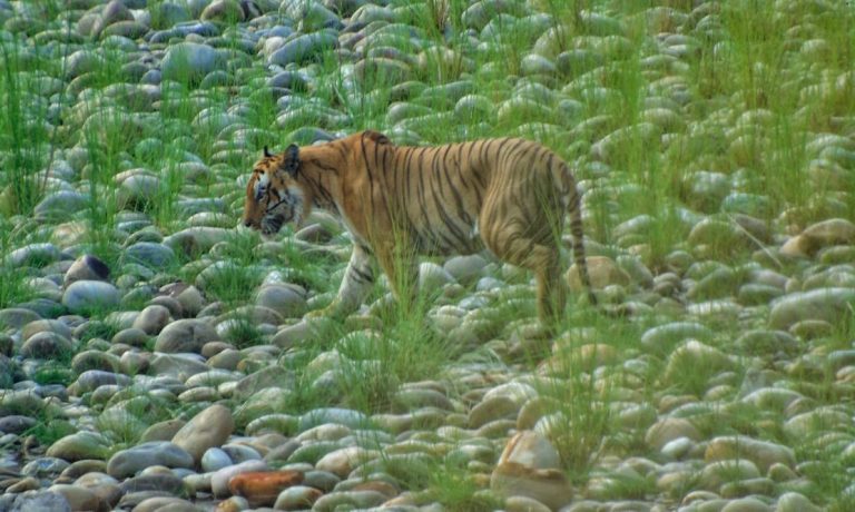 Highlight of Chitwan National Park