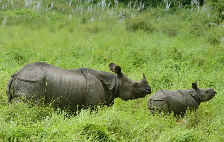 Highlight of One Horned Rhino