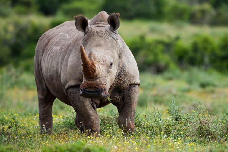 Bardia National Park Rules and Regulation