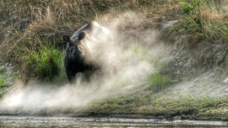 Rhino Encounter during safari