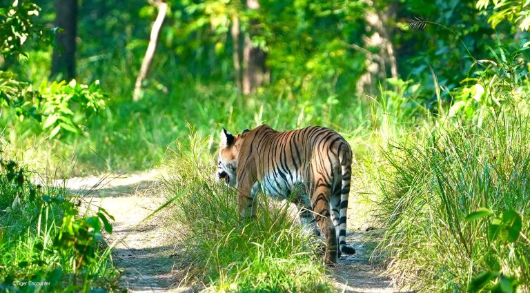 Royal Bengal Tiger - Bardia Gallery