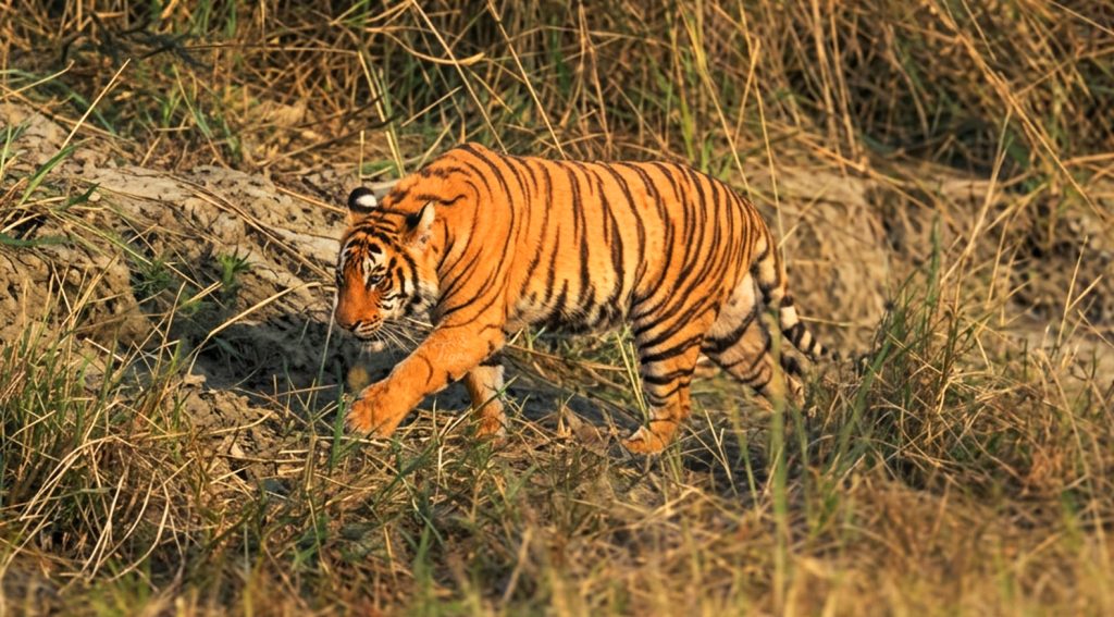 Tiger Encounter in Chitwan National Park