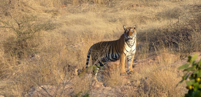 Bardia National Park wins TX2 Award for double Tiger population in 2022