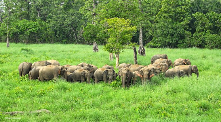 Wild Elephant - Bardia Gallery