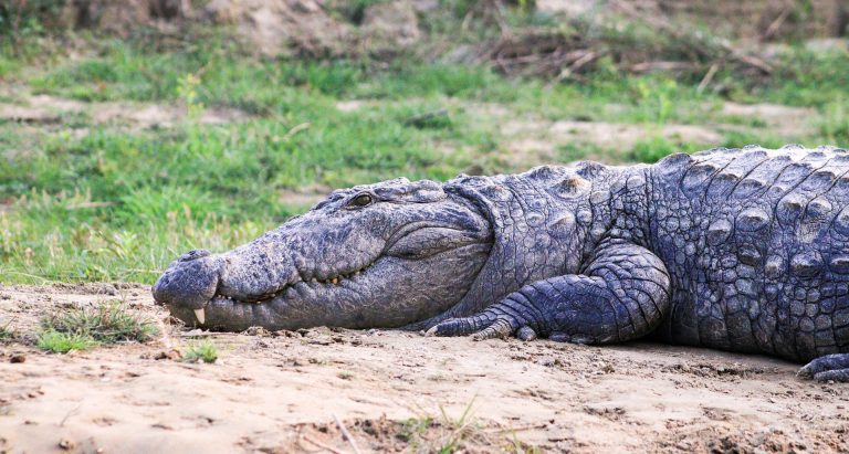 Things to do in Bardia National Park