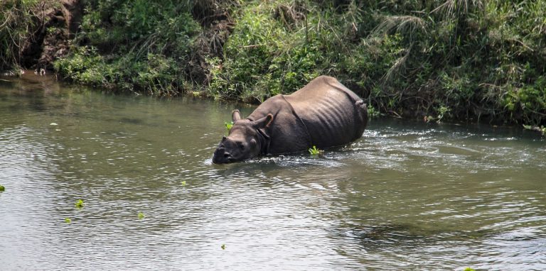 Rhino Conservation in Nepal