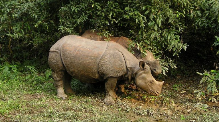 Greater One-Horned Rhinoceros