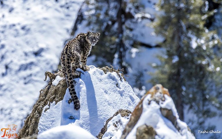 Snow Leopard