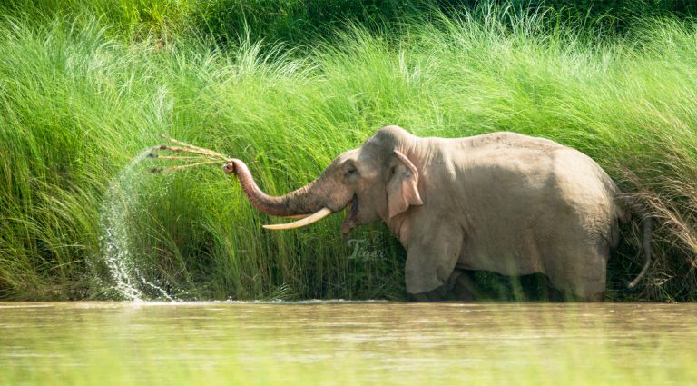 Asian Elephant- Wildlife Photography in Nepal