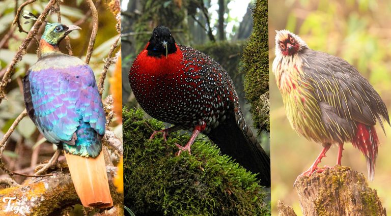 Birds of Langtang