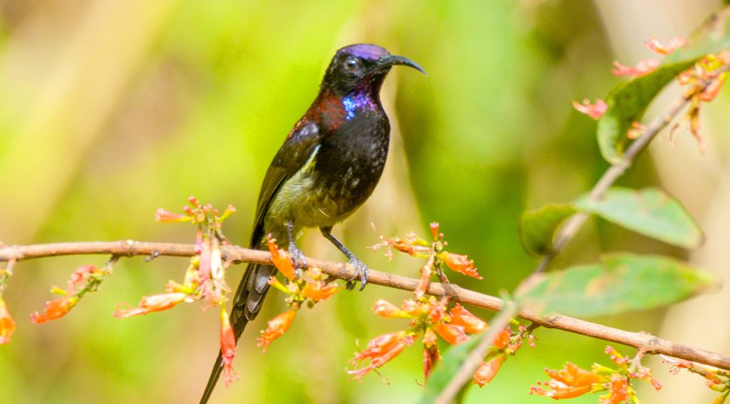 Black-thoated sunbird