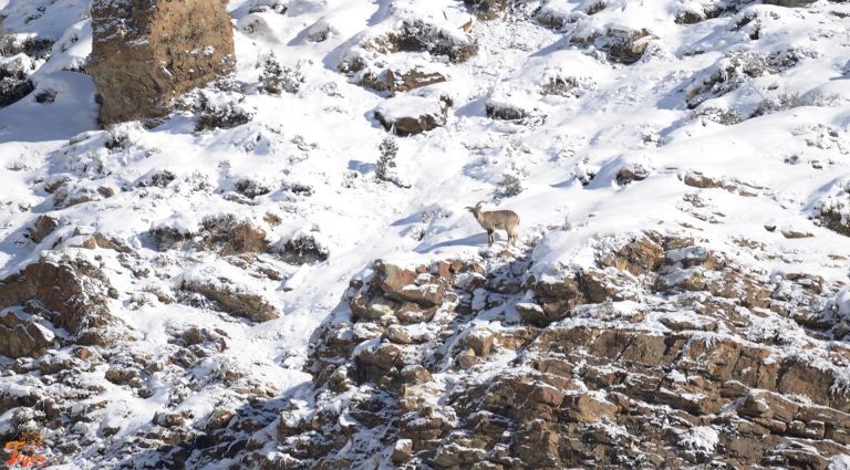 Blue Sheep in the ridge