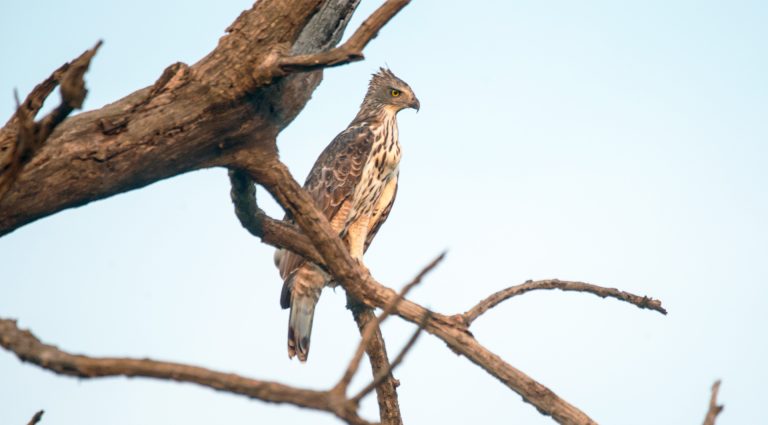 Changeable Hawk-Eagle