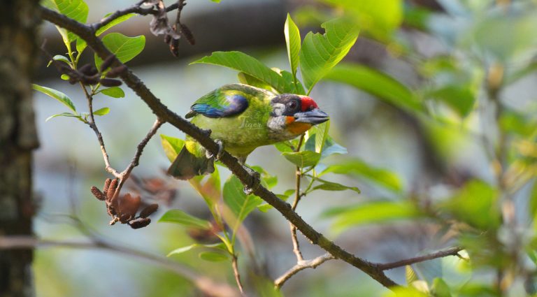 Golden throated Barbet