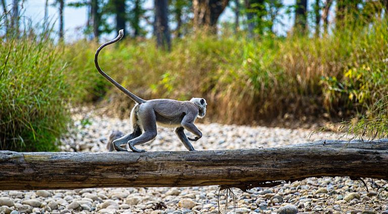 Langur Monkey Wildlife Photography in Nepal