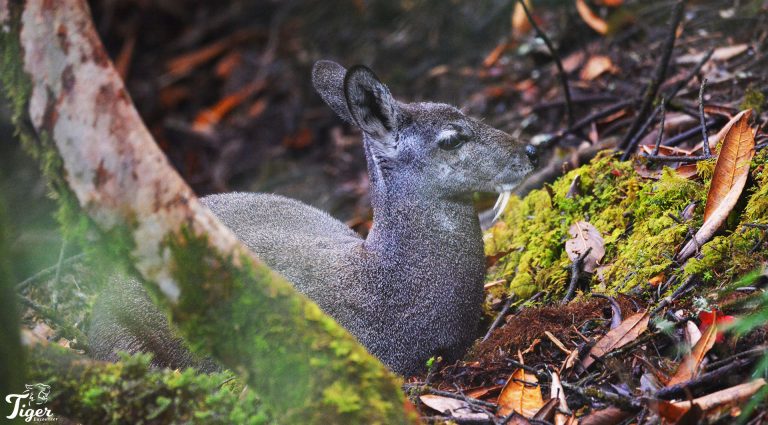 Musk Deer in Langtang