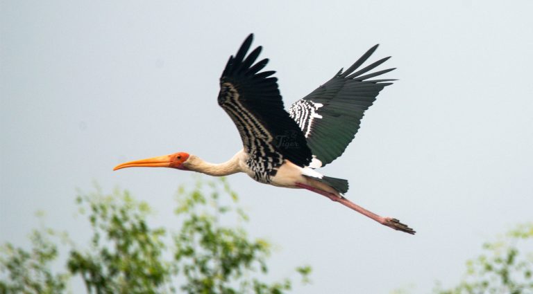 Painted stork