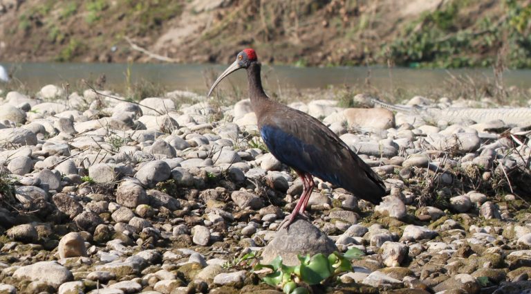 Red-naped Ibis