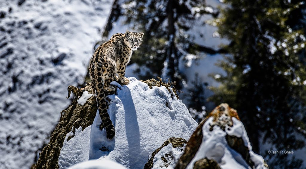 Snow Leopard Encounter in Nepal Photography Tour