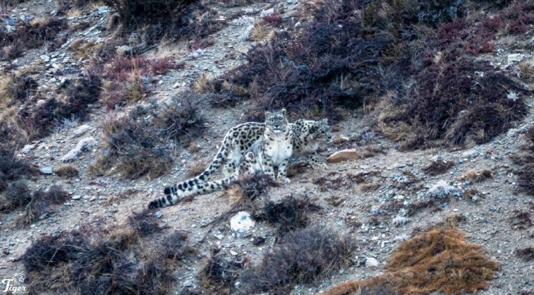 Snow Leopard Photography Tour