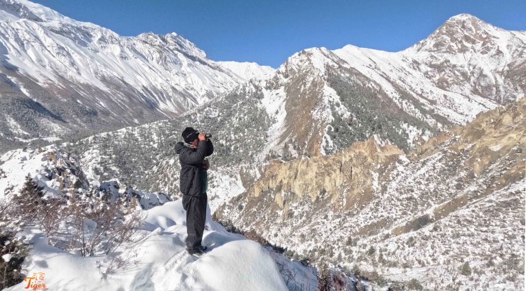 Snow Leopard Search in Manang