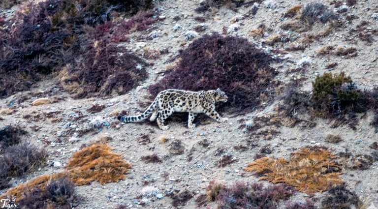 Snow Leopard in Nepal