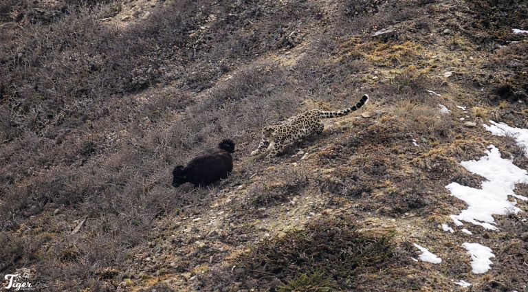 Snow leopard hunting the yak