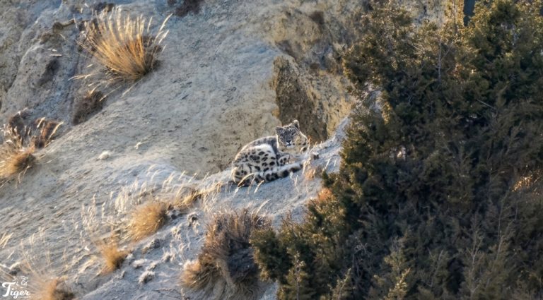 Snow leopard in Manang