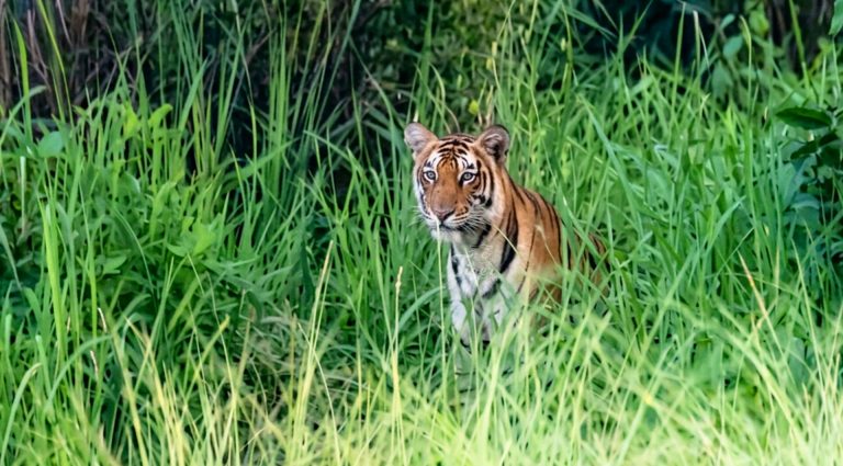 Tiger Photogrpahy in Nepal