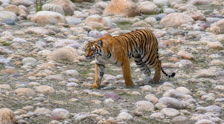 Tiger Wildlife Photography in Nepal