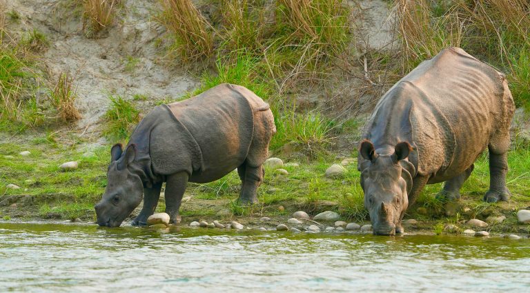 Wildlife Photography in Nepal- One horned Rhino