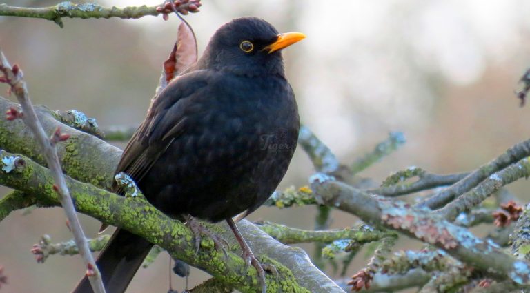 black bird