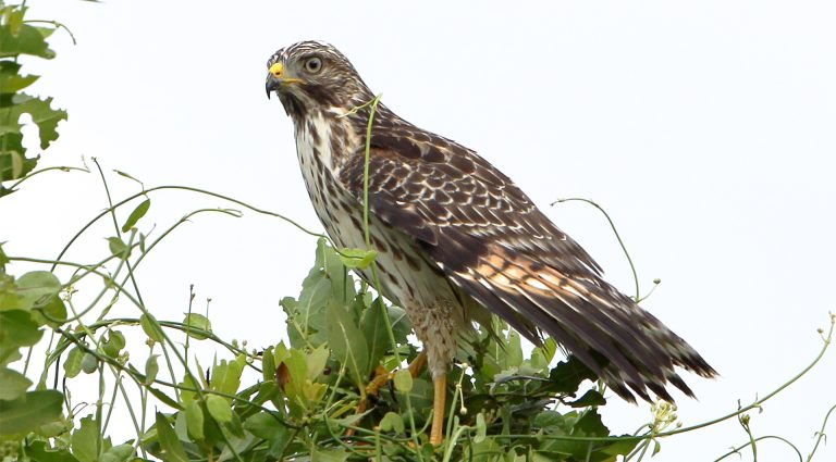 red-shouldered-hawk