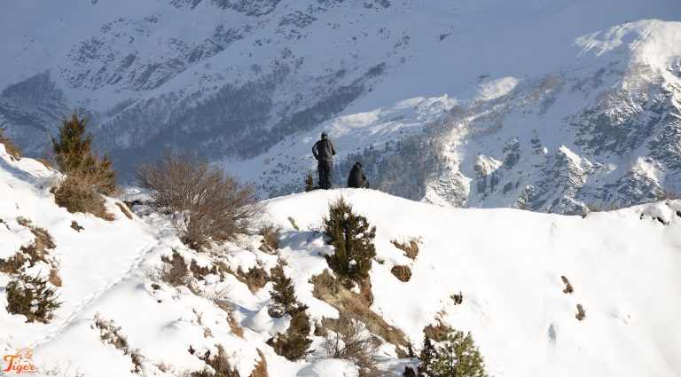 snow leopard searching