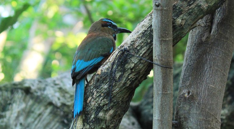 toh-turquoise-browed motmot