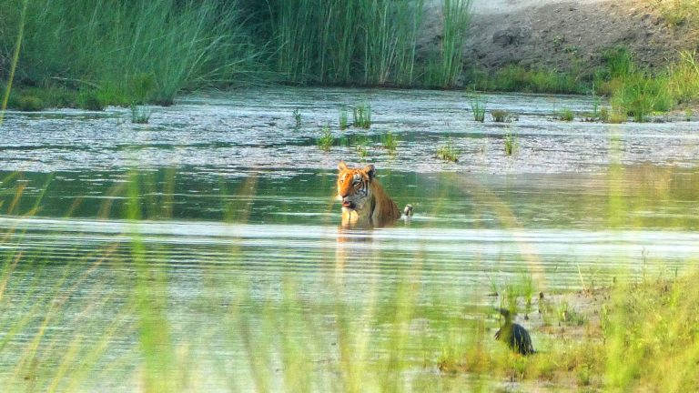 Royal Bengal Tiger Facts