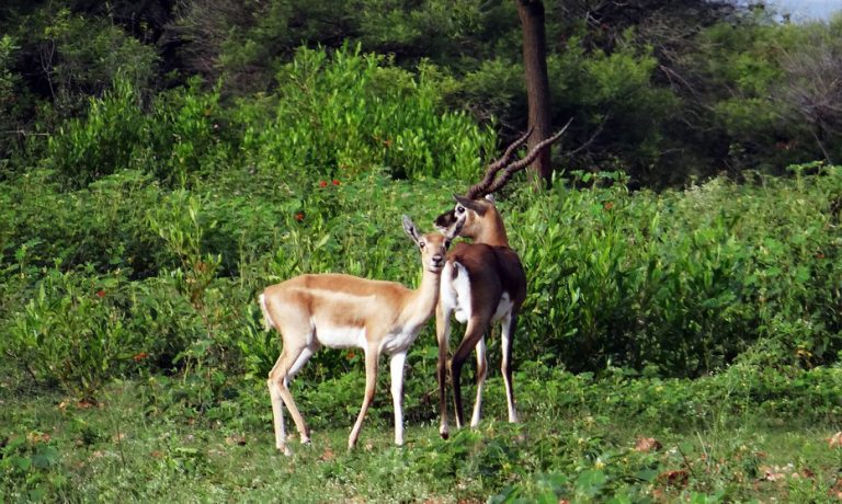 Things to do in Chitwan National Park