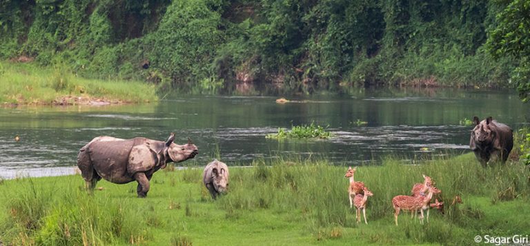 Wildlife of Nepal