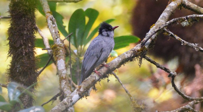 Black BulBul