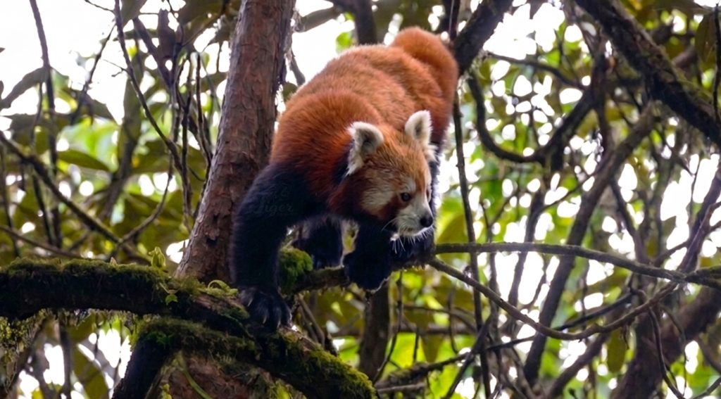 Ilam Red Panda Tour