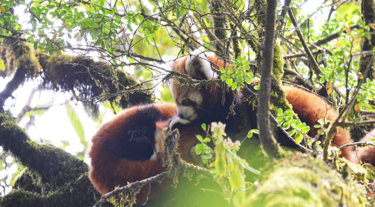 Red Panda Ilam Nepal
