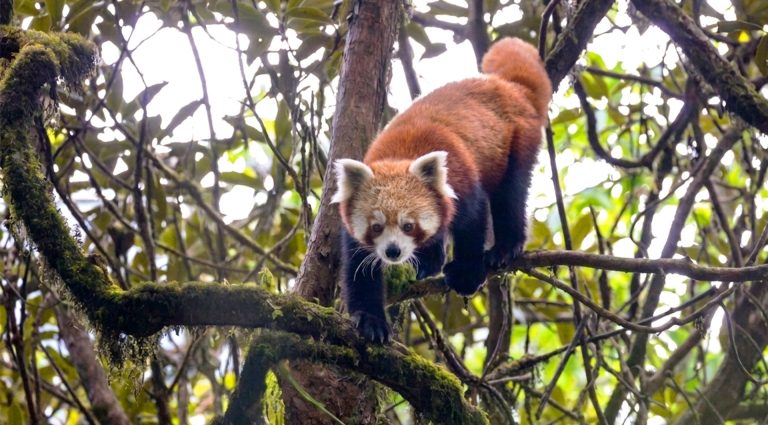 Red Panda Photography Tour Ilam
