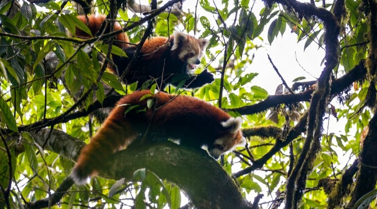 Red Panda Sighting in Ilam
