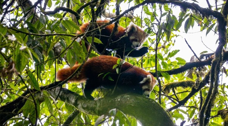 Red Panda Tracking in Dobate