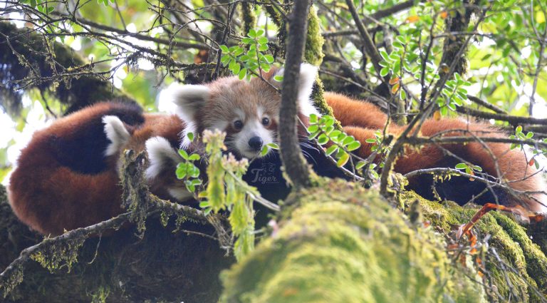 Red Panda Tracking in Ilam