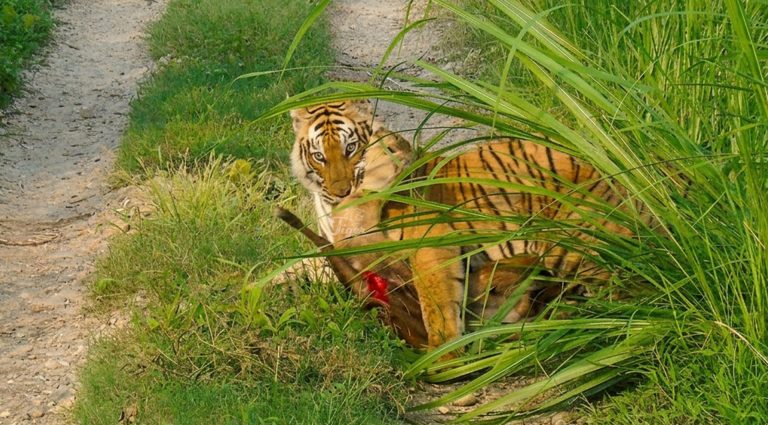 Chitwan Tiger Safari