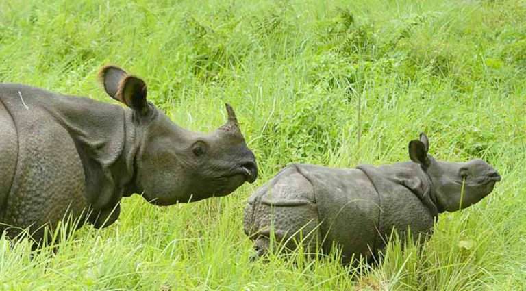 Chitwan Wildlife Safari