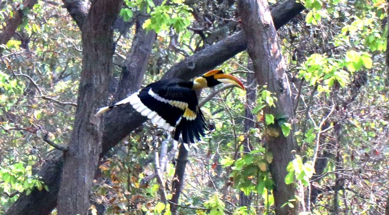 Giant-Hornbill-or-Great-Pied-Hornbill