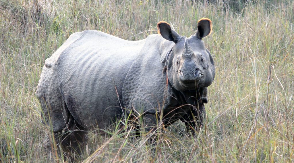 Greater-One-Horned-Rhino-Tour-in-Nepal